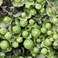 Asterella sp. (genus) (A liverwort) at Mount Majura - 17 Jul 2021 by JaneR