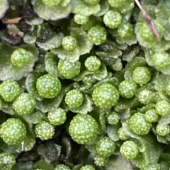 Asterella sp. (genus) (A liverwort) at Majura, ACT - 17 Jul 2021 by JaneR