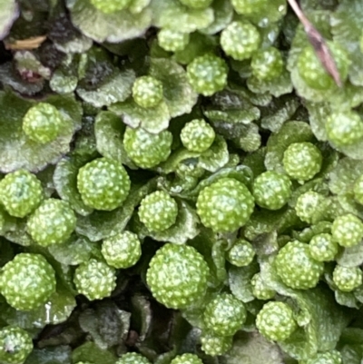 Asterella sp. (genus) (A liverwort) at Majura, ACT - 17 Jul 2021 by JaneR