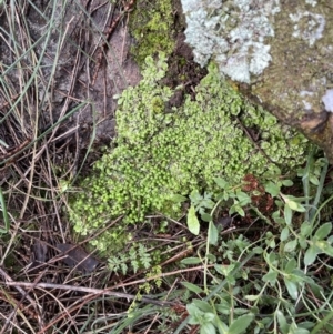 Asterella sp. (genus) at Majura, ACT - 17 Jul 2021