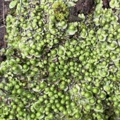 Asterella sp. (genus) at Majura, ACT - 17 Jul 2021