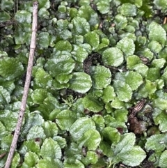 Targionia lorbeeriana (A liverwort) at Majura, ACT - 17 Jul 2021 by JaneR