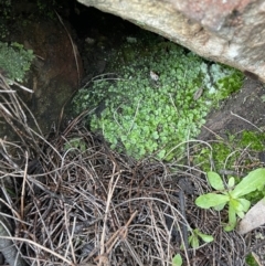 Targionia lorbeeriana at Majura, ACT - 17 Jul 2021