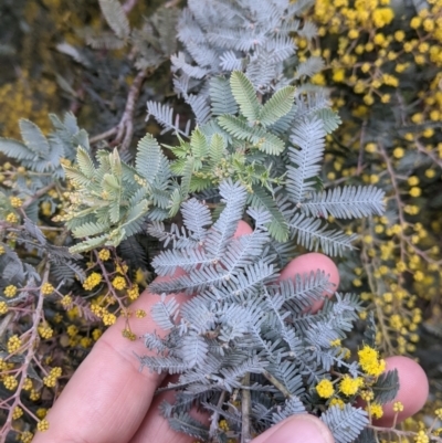 Acacia baileyana (Cootamundra Wattle, Golden Mimosa) at Thurgoona, NSW - 16 Jul 2021 by Darcy