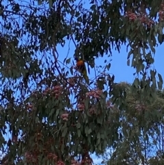 Trichoglossus moluccanus (Rainbow Lorikeet) at Wanniassa, ACT - 15 Jul 2021 by jksmits