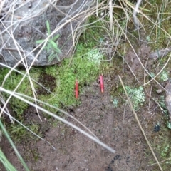 Unidentified Fungus at Kambah, ACT - 22 Jun 2021 by BarrieR