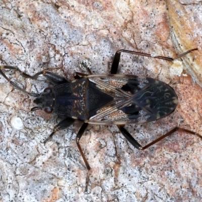 Euander lacertosus (Strawberry bug) at Majura, ACT - 13 Jul 2021 by jbromilow50