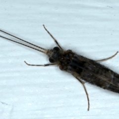 Leptoceridae sp. (family) (Long-horned caddisfly) at Ainslie, ACT - 14 Jul 2021 by jb2602