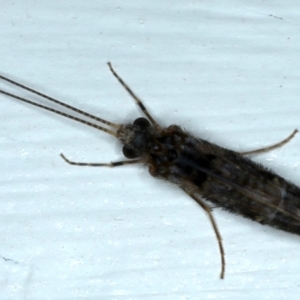 Leptoceridae sp. (family) at Ainslie, ACT - 14 Jul 2021 10:40 PM