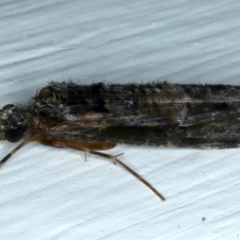 Leptoceridae sp. (family) at Ainslie, ACT - 14 Jul 2021 10:40 PM