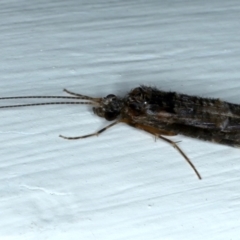 Leptoceridae sp. (family) at Ainslie, ACT - 14 Jul 2021 10:40 PM