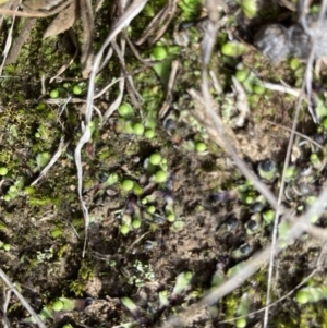 Asterella drummondii at Murrumbateman, NSW - 9 Jul 2021