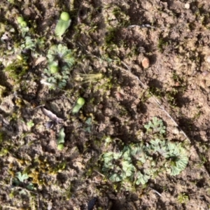 Asterella drummondii at Murrumbateman, NSW - 9 Jul 2021