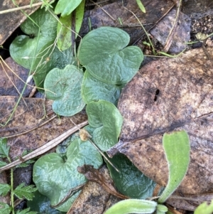 Corysanthes hispida at Fadden, ACT - 17 Jul 2021