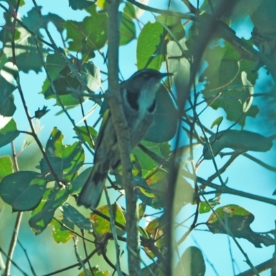 Phylidonyris pyrrhopterus (Crescent Honeyeater) at Holt, ACT - 17 Jul 2021 by wombey