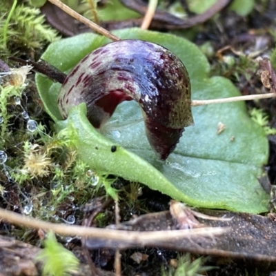Corysanthes incurva (Slaty Helmet Orchid) at Fadden, ACT - 17 Jul 2021 by AnneG1