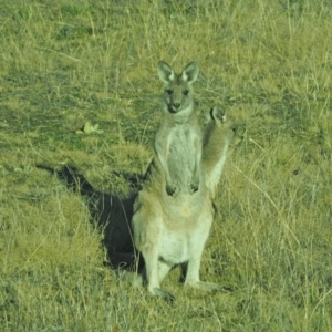 Macropus giganteus at Holt, ACT - 18 Jul 2021 10:07 AM