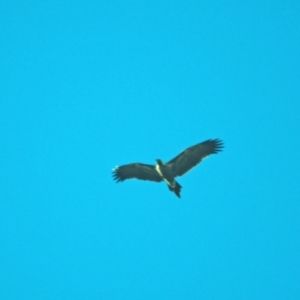 Aquila audax at Holt, ACT - 18 Jul 2021 10:29 AM