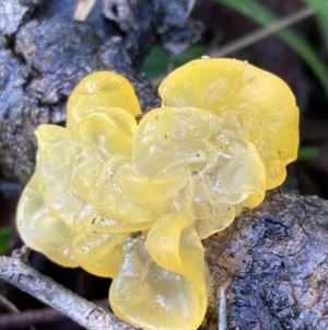 Tremella mesenterica at Fadden, ACT - 17 Jul 2021 12:14 PM