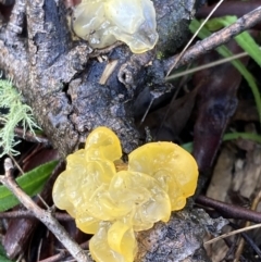 Tremella mesenterica at Fadden, ACT - 17 Jul 2021