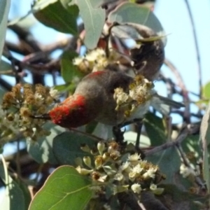 Myzomela sanguinolenta at Jerrabomberra, NSW - 18 Jul 2021