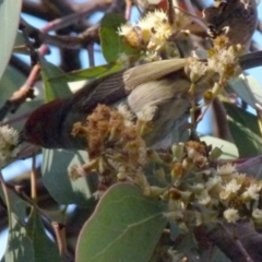 Myzomela sanguinolenta at Jerrabomberra, NSW - 18 Jul 2021