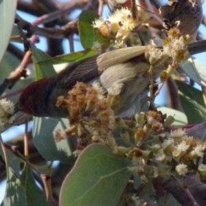 Myzomela sanguinolenta at Jerrabomberra, NSW - 18 Jul 2021