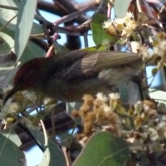 Myzomela sanguinolenta at Jerrabomberra, NSW - 18 Jul 2021