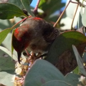 Myzomela sanguinolenta at Jerrabomberra, NSW - 18 Jul 2021