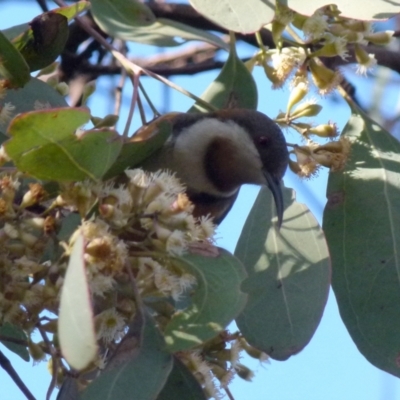 Acanthorhynchus tenuirostris (Eastern Spinebill) at Mount Jerrabomberra - 18 Jul 2021 by Paul4K