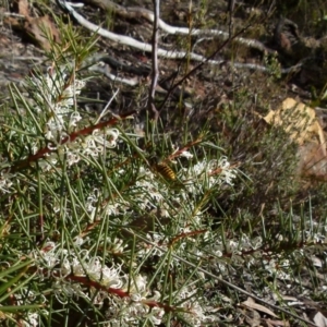 Hakea decurrens at Jerrabomberra, NSW - 18 Jul 2021 09:44 AM