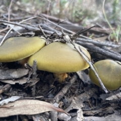 Cortinarius austrovenetus (Green Skinhead) at Fadden, ACT - 17 Jul 2021 by AnneG1