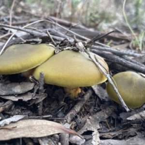 Cortinarius austrovenetus at Fadden, ACT - 17 Jul 2021