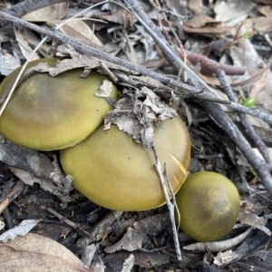 Cortinarius austrovenetus at Fadden, ACT - 17 Jul 2021