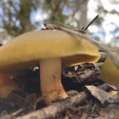 Cortinarius austrovenetus at Fadden, ACT - 17 Jul 2021