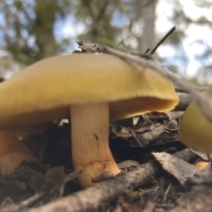 Cortinarius austrovenetus at Fadden, ACT - 17 Jul 2021