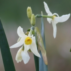 Narcissus jonquilla (Jonquil) at Castle Creek, VIC - 18 Jul 2021 by Kyliegw