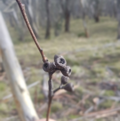 Eucalyptus pauciflora subsp. pauciflora (White Sally, Snow Gum) at Tinderry, NSW - 13 Jun 2021 by danswell