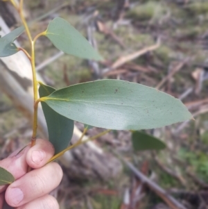 Eucalyptus pauciflora subsp. pauciflora at Tinderry, NSW - 13 Jun 2021