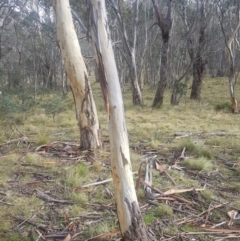 Eucalyptus pauciflora subsp. pauciflora at Tinderry, NSW - suppressed