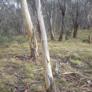 Eucalyptus pauciflora subsp. pauciflora at Tinderry, NSW - 13 Jun 2021