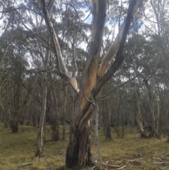 Eucalyptus pauciflora subsp. pauciflora at Tinderry, NSW - suppressed