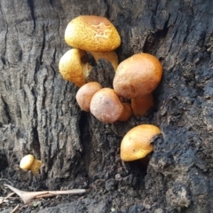 Gymnopilus junonius (Spectacular Rustgill) at Tinderry, NSW - 13 Jun 2021 by danswell