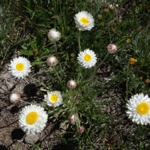 Leucochrysum albicans subsp. tricolor at Dry Plain, NSW - 15 Nov 2020