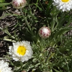 Leucochrysum albicans subsp. tricolor at Dry Plain, NSW - 15 Nov 2020