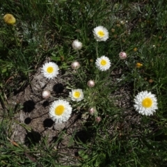 Leucochrysum albicans subsp. tricolor at Dry Plain, NSW - 15 Nov 2020