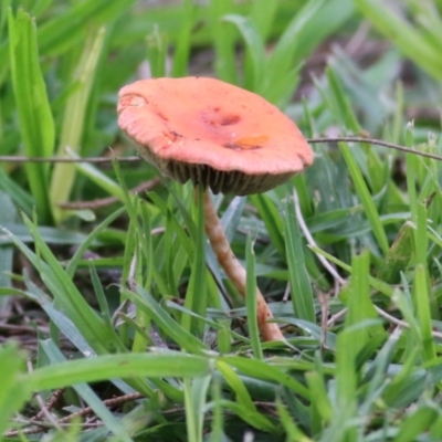 Unidentified Cap on a stem; gills below cap [mushrooms or mushroom-like] at Wodonga, VIC - 18 Jul 2021 by Kyliegw