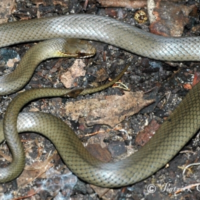Hemiaspis signata (Swamp Snake) at Blue Mountains National Park, NSW - 9 Apr 2007 by PatrickCampbell