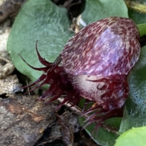 Corysanthes hispida at Fadden, ACT - 22 Apr 2021