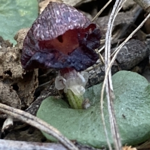 Corysanthes hispida at Fadden, ACT - 22 Apr 2021